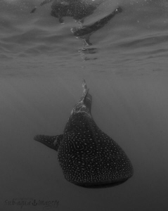 Isla Lady
Female Whale Shark in B&W. by Jan Morton 